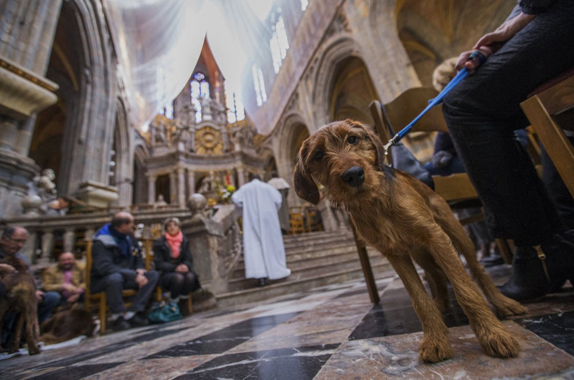 В Бельгии проводят церемонии благословения животных животный мир