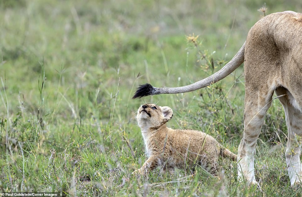Укуси льва за хвост. Позитивные фотографии из заповедника в Кении животные