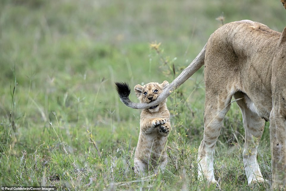 Укуси льва за хвост. Позитивные фотографии из заповедника в Кении животные