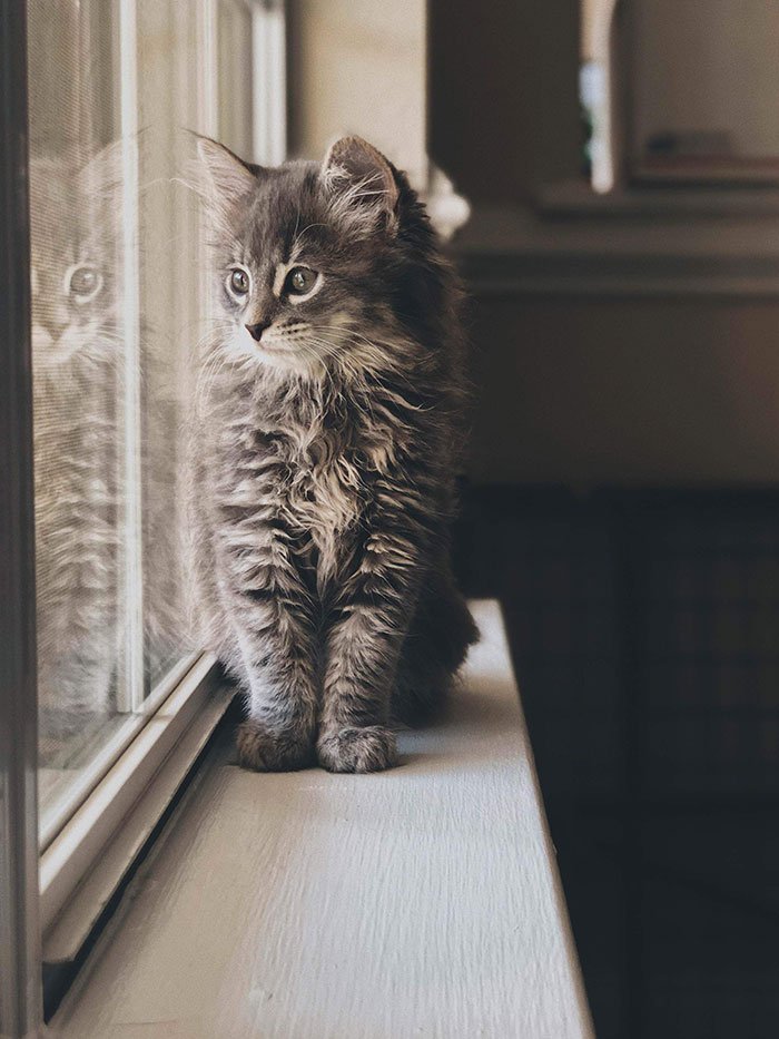 Очаровательные котята мейн-кун, которых вы просто должны увидеть домашние животные