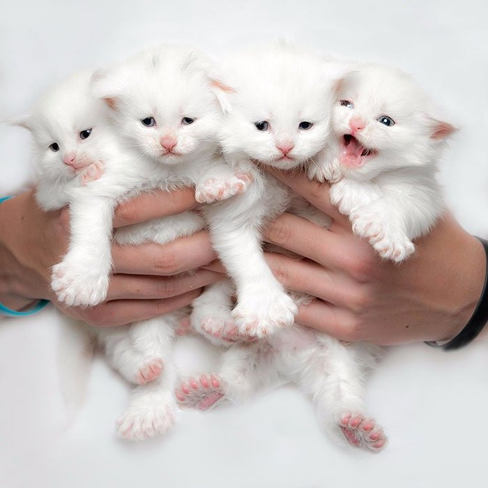 Очаровательные котята мейн-кун, которых вы просто должны увидеть домашние животные