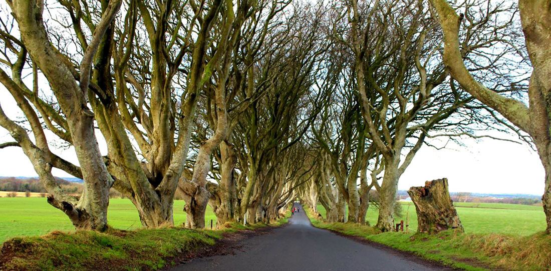 Дарк Хеджес: мистическая буковая аллея в Северной Ирландии виза