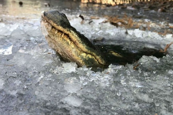 Как выживают крокодилы в суровые морозы животные